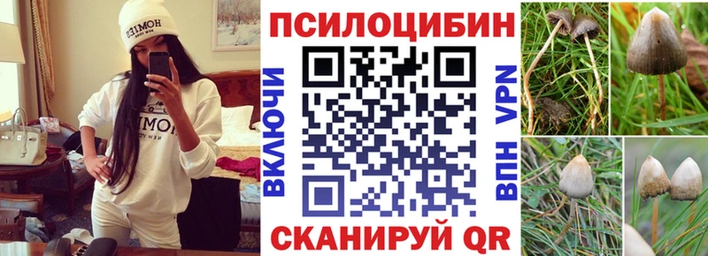 блэк спрут   купить наркоту  Щучье  Псилоцибиновые грибы Psilocybe 